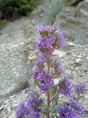 Phacelia argillacea