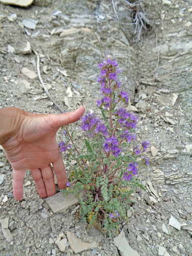 Attwood's phacelia (Phacelia argillacea)