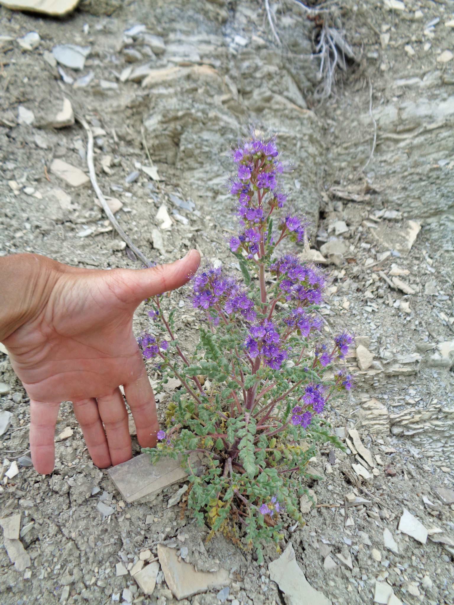 Phacelia argillacea