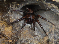 Hexathele hochstetteri