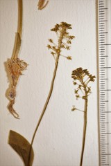 Malaxis unifolia