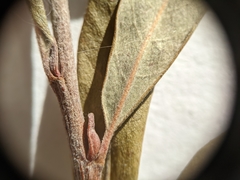 Salix melanopsis