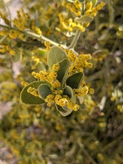 Phoradendron leucarpum tomentosum