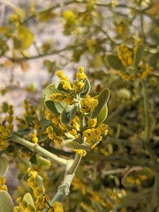Phoradendron leucarpum tomentosum