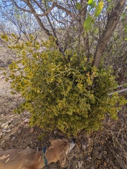 Phoradendron leucarpum tomentosum