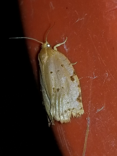Ugly-nest Caterpillar Moth photo 4