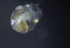 Crepipatella lingulata