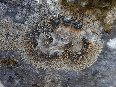 Speerschneidera euploca