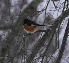 Pipilo erythrophthalmus