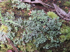 Cladonia ceratophylla