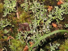 Cladonia ceratophylla