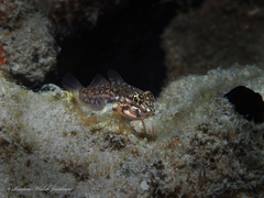 Coryphopterus dicrus