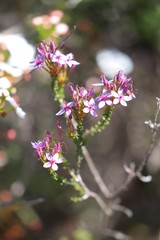 Calytrix leschenaultii