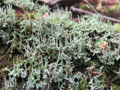 Cladonia ceratophylla