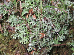 Cladonia ceratophylla
