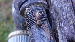Phacodes