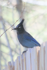 Cyanocitta stelleri