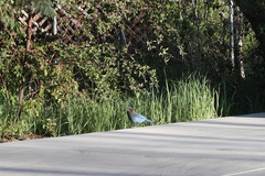 Cyanocitta stelleri