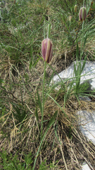 Fritillaria messanensis neglecta