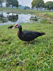 Cairina moschata domestica