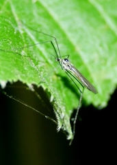 Ellipteroides lateralis