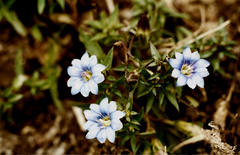 Gentiana prostrata