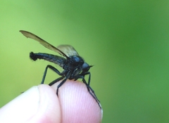 Empis ciliata