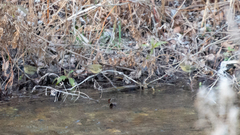 Phylloscopus collybita