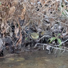 Phylloscopus collybita