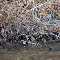 Phylloscopus collybita