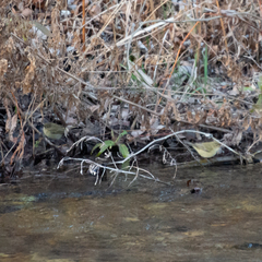Phylloscopus collybita