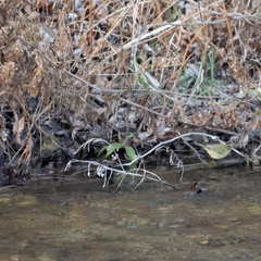 Phylloscopus collybita