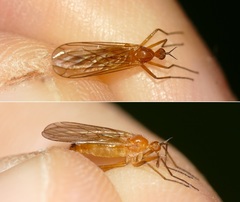 Empis lutea