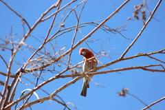 Haemorhous mexicanus