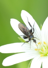 Empis pennipes