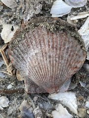 Argopecten ventricosus