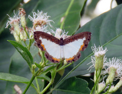 Nymphidium trinidadi