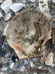 Argopecten ventricosus