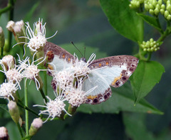 Nymphidium trinidadi
