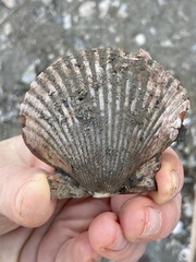 Argopecten ventricosus