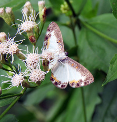 Nymphidium trinidadi