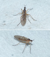 Empis trigramma