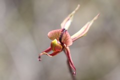 Caladenia brevisura