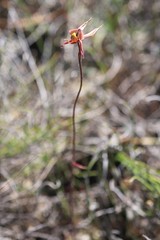 Caladenia brevisura