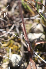 Caladenia brevisura