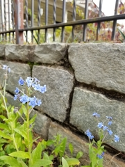 Cynoglossum amabile