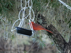 Cardinalis cardinalis image