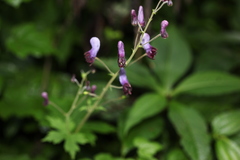 Aconitum sinomontanum