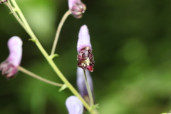 Aconitum sinomontanum