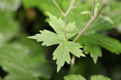 Aconitum sinomontanum